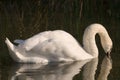 A swan in lake