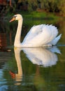 Swan in lake Royalty Free Stock Photo