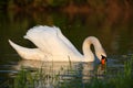 Swan in lake Royalty Free Stock Photo