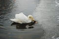 Swan on lake