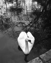 A swan on a lake Royalty Free Stock Photo