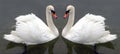 Swan lake Royalty Free Stock Photo