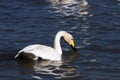 Swan Lake Royalty Free Stock Photo