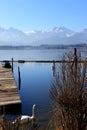 A swan a lake and the alp Royalty Free Stock Photo