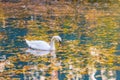 Swan in a lake with autumn leaves Royalty Free Stock Photo