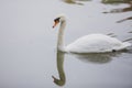 Swan at lake