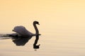 Swan at Lake Balaton in sunset Royalty Free Stock Photo