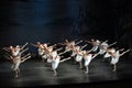 Swan Lake Ballet Royalty Free Stock Photo