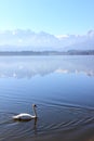 Swan on a lake in the bavarian nature Royalty Free Stock Photo