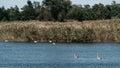 Swan lake, beautiful birds in the wild. Young gray and white swans swim in a clear pond and around green reeds Royalty Free Stock Photo