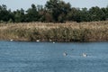 Swan lake, beautiful birds in the wild. Young gray and white swans swim in a clear pond and around green reeds Royalty Free Stock Photo