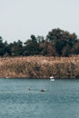 Swan lake, beautiful birds in the wild. Young gray and white swans swim in a clear pond and around green reeds Royalty Free Stock Photo