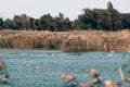 Swan lake, beautiful birds in the wild. Young gray and white swans swim in a clear pond and around green reeds Royalty Free Stock Photo