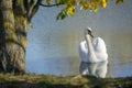 Swan on the lake Royalty Free Stock Photo