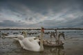 Swan lake. Birds at the winter