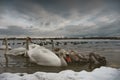 Swan lake. Birds at the winter