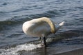 Swan on lake with blue lake water in background Royalty Free Stock Photo