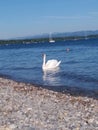 Swan at lake called Bodenze Royalty Free Stock Photo