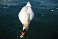 Swan in the lake