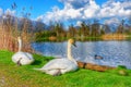 Swan Lake at Innsbruck Austria