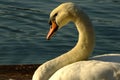 Swan