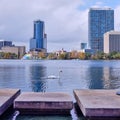 Swan on Lake Eola in Orlando`s downtown, Florida Royalty Free Stock Photo