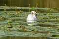 Swan on lake floats between water lilies Royalty Free Stock Photo