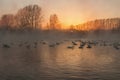 Swan lake fog winter sunset Royalty Free Stock Photo