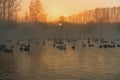 Swan lake fog winter sunset Royalty Free Stock Photo