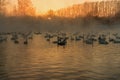 Swan lake fog winter sunset Royalty Free Stock Photo