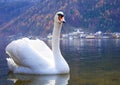 Swan on Lake