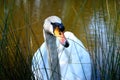 Swan in lake with high grass Royalty Free Stock Photo