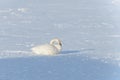 Whooper swan lake in Hokkaido Royalty Free Stock Photo