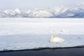 Swan in lake kussharo