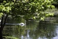 Swan on Lake Laverne Royalty Free Stock Photo