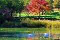 Swan, lake, and maple Royalty Free Stock Photo