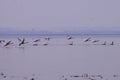 Swan lake migratory birds in winter Royalty Free Stock Photo