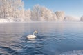 Swan lake mist frost wintering