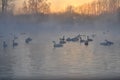 Swan lake mist winter sunset Royalty Free Stock Photo