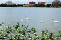 Swan in Lake Morton and the city center of lakeland Florida Royalty Free Stock Photo