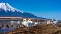 Swan Lake Mount Fuji Scenery Japan