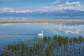 The swan in lake and mountains of Sailimu lake Xinjiang, China