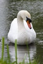 Swan in a Lake