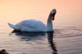 Swan on Lake Ontario 2 Royalty Free Stock Photo