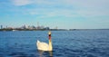 Swan on Lake Ontario close-up cinematic dives amidst nature's splendor Toronto's skyline frames swan's Royalty Free Stock Photo