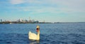 Swan on Lake Ontario close-up cinematic dives amidst nature's splendor Toronto's skyline frames swan's Royalty Free Stock Photo