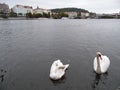 swan. Lake.Prague WATERThe closest family and swans includes the geese and the duck
