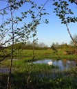 Swan lake on the river Neman