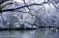 Swan Lake Season Snowing Landscape Concept