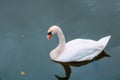 Swan on the lake. A single swan on the lake. Love or grace concept.